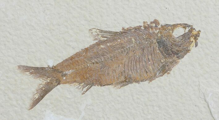 Knightia Fossil Fish - Wyoming #66539